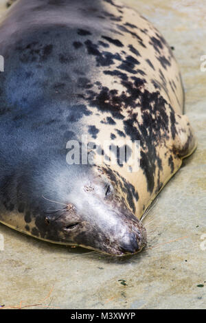 Kegelrobbe Halichoerus grypus, Detail portrait Stockfoto