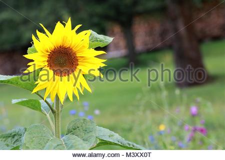 Sonnenblumen in einem bayerischen Garten an einem schönen Sommer. Stockfoto