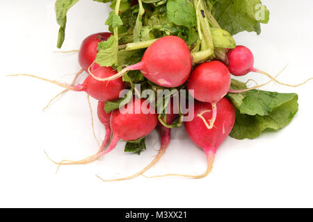 Leckere rote Radieschen mit grünen Stengeln auf eine nahtlose weißen Hintergrund angeordnet. Stockfoto