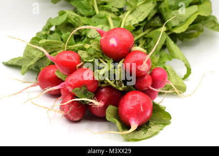 Leckere rote Radieschen mit grünen Stengeln auf eine nahtlose weißen Hintergrund angeordnet. Stockfoto