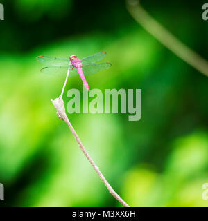 Rote Libelle sitzt auf einem Ast mit seinen Flügeln in flachen Fokus mit Kopie Raum angezeigt. Stockfoto