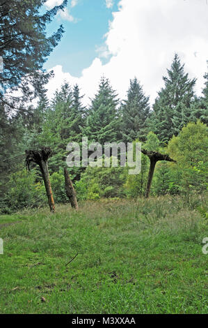 Upsidedown Bäume als Skulptur im Beacon fiel Country Park Lancashire, Großbritannien Stockfoto