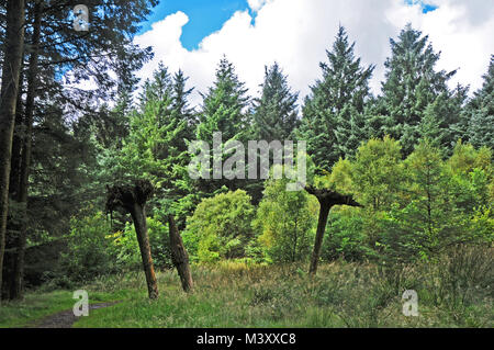 Upsidedown Bäume als Skulptur im Beacon fiel Country Park Lancashire, Großbritannien Stockfoto