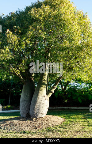 Die flasche Baum, Brachychiton rupestris, ist eine dürre Laub saftige Baum in Queensland, Australien Stockfoto