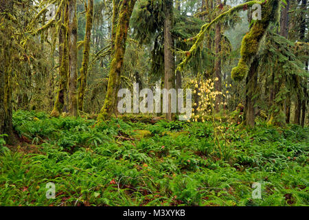 WA 13337-00 ... WASHINGTON - Quinault Regenwald mit Moos bedeckt Bäume und Farn bedeckt Unterwuchs aus den Gräbern Creek Campground im Olympischen Nationa Stockfoto