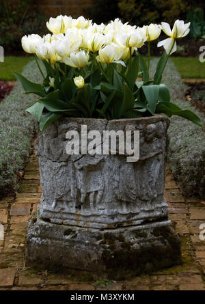 Die attraktive frühen weißen Tulpe Tulipa "Purissima" wird Sahne wie es reift in einem alten Steinhaus, urn in Coton Manor Gardens Stockfoto