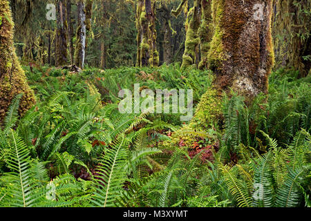 WA 13339-00 ... WASHINGTON - Quinault Regenwald mit Moos bedeckt Bäume und Farn bedeckt Unterwuchs aus den Gräbern Creek Natur Loop im Olympischen Nation Stockfoto