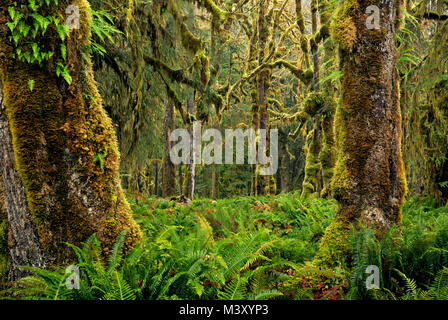 WA 13340-00 ... WASHINGTON - Quinault Regenwald mit Moos bedeckt Bäume und Farn bedeckt Unterwuchs aus den Gräbern Creek Natur Loop im Olympischen Nation Stockfoto