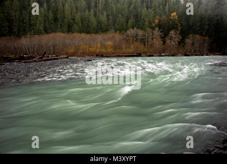 WA 13341-00 ... WASHINGTON - East Fork Quinault River aus den Gräbern Creek Nature Trail in der Quinault Regenwald Bereich der Olympic National Park. Stockfoto