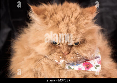 Close up Portrait von orange Persian cat nach dem Trinken von Milch Stockfoto