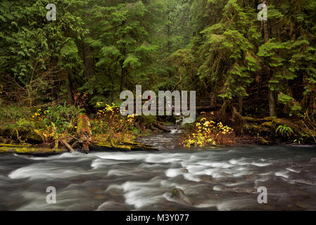 WA 13366-00 ... WASHINGTON - Barnes Creek am Falls Creek Zusammenfluss vom Marymere Falls Trail in der Nähe von Lake Crescent in Olympic National Park. Stockfoto