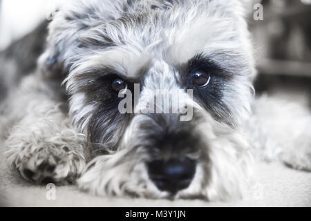 Welpen Zwergschnauzer auf dem Boden liegt, lustig Hund Stockfoto