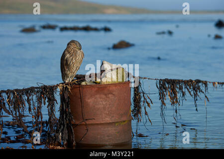 Kinder schwarz - gekrönte Nacht - Heron (Nycticorax nycticorax falklandicus) stehend auf einem alten Öl an der Küste der Karkasse Insel in den Falklands drum. Stockfoto