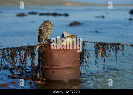 Kinder schwarz - gekrönte Nacht - Heron (Nycticorax nycticorax falklandicus) stehend auf einem alten Öl an der Küste der Karkasse Insel in den Falklands drum. Stockfoto