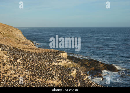 Große Kolonie von Imperial Shag (Phalacrocorax albiventer atriceps) an der Küste des Schlachtkörpers Insel in der Falkland Inseln. Stockfoto