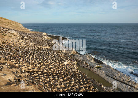 Große Kolonie von Imperial Shag (Phalacrocorax albiventer atriceps) an der Küste des Schlachtkörpers Insel in der Falkland Inseln. Stockfoto