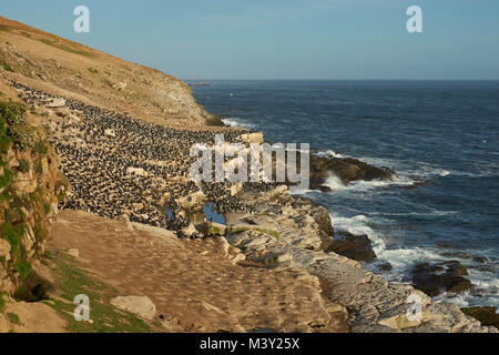 Große Kolonie von Imperial Shag (Phalacrocorax albiventer atriceps) an der Küste des Schlachtkörpers Insel in der Falkland Inseln. Stockfoto