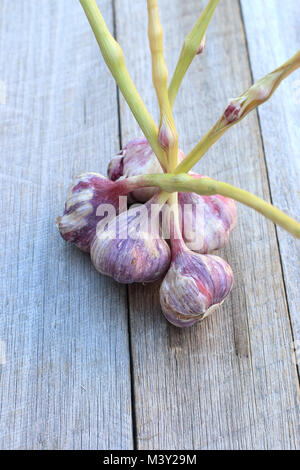 Frisch geernteten Knoblauch allium sativum oder als Glühlampen auf hölzernen Hintergrund bekannt Stockfoto