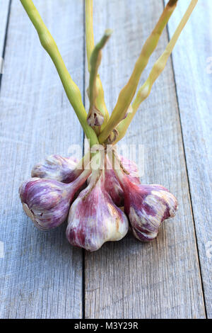 Frisch geernteten Knoblauch allium sativum oder als Glühlampen auf hölzernen Hintergrund bekannt Stockfoto