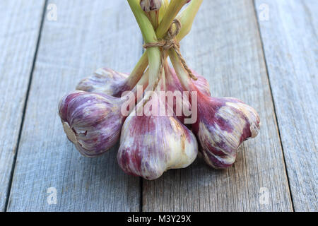 Frisch geernteten Knoblauch allium sativum oder als Glühlampen auf hölzernen Hintergrund bekannt Stockfoto