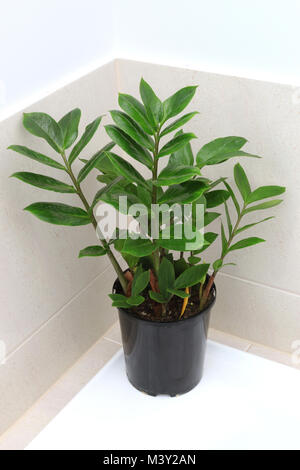 Zamioculcas oder als Sansibar Juwel", "Zuzu Anlage" oder Emerald palm Stockfoto