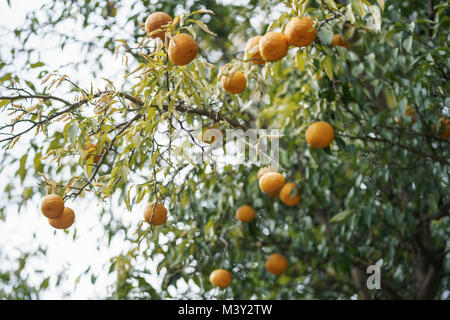 Yuzu in der Ernte, akiruno City, Tokio, Japan Stockfoto