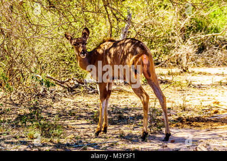 Weibliche Kudus in der Nähe von Skukuza im Kruger Nationalpark in Südafrika Stockfoto