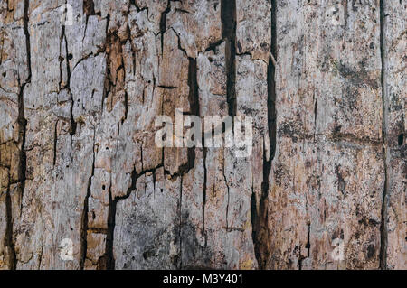 Alter Baum. Risse Hintergrund. Alte Holz Hintergrund mit Rissen Stockfoto