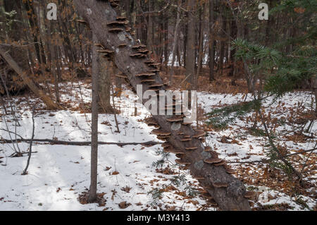 Pilze am Baum Stockfoto
