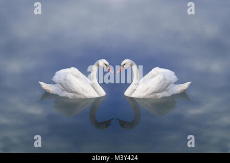 Swan Liebe. Liebe der Schwäne. Ein paar weiße Schwäne in eine Fee, himmlischen trübe See Stockfoto