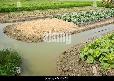 Blumenkohl Pflanze im Garten der landwirtschaftlichen Plantage Farm auf dem Land in Nonthaburi, Thailand Stockfoto