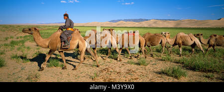 Mongolei, Omnogov Provinz, Gobi Nationalpark, Wüste Gobi, Khongoryn Els Dune, baktrische Kamele Stockfoto