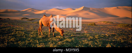 Mongolei, Omnogov Provinz, Gobi Nationalpark, Wüste Gobi, Khongoryn Els Dune, baktrischen Kamel Stockfoto