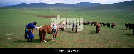 Mongolei, Provinz Arkhangai, Naadam-fest, Vorbereitung für die Pferderennen Stockfoto