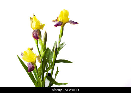 Purple Iris Blumen auf weißem Background Nahaufnahme Stockfoto