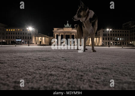 Dpatop - Deutscher Schäferhund Ivi steht in den frühen Morgen im frisch gefallenen Schnee vor dem Brandenburger Tor in Berlin, 13. Februar 2018. Der Winter kehrte in der Nacht auf Temperaturen um 0° Celsius und etwas Schnee über die Stadt verteilt. Foto: Paul Zinken/dpa Stockfoto