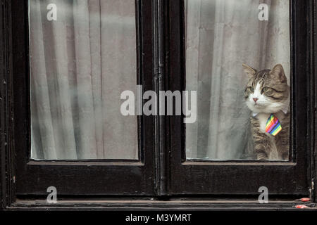 London, Großbritannien. 13 Feb, 2018. Julian Assange von Pet cat Uhren aus der ecuadorianischen Botschaft in Knightsbridge an einem grauen Nachmittag. Die WikiLeaks Gründer weiterhin anhalten zu Gesicht, wenn er die Botschaft wie ein britischer Richter Blätter lehnt Antrag der hervorragende Ermächtigung aufzuheben. Credit: Guy Corbishley/Alamy leben Nachrichten Stockfoto