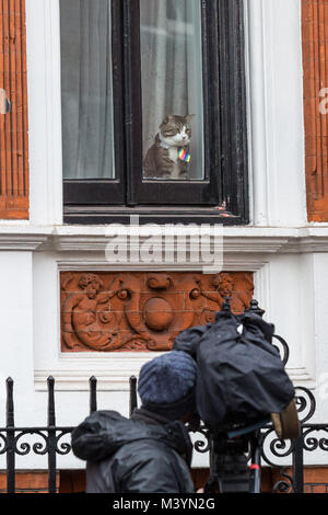 London, Großbritannien. 13 Feb, 2018. Julian Assange von Pet cat Uhren aus der ecuadorianischen Botschaft in Knightsbridge an einem grauen Nachmittag. Die WikiLeaks Gründer weiterhin anhalten zu Gesicht, wenn er die Botschaft wie ein britischer Richter Blätter lehnt Antrag der hervorragende Ermächtigung aufzuheben. Credit: Guy Corbishley/Alamy leben Nachrichten Stockfoto