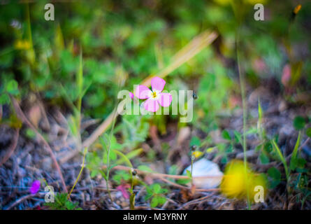 Schöne Pflanzen im Garten Stockfoto