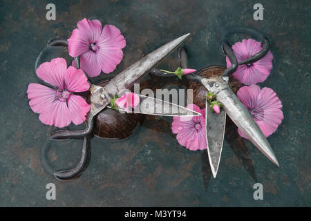 Zwei Paare von rauen Metall schwarz Schere mit offenen Blades inmitten einer riesigen rosa Blüten zu einander vor einem schwarzen Hintergrund senkrecht, Foto noch Stockfoto