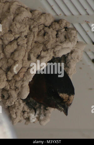 Eine Klippe Schlucken in seinem Nest unter einem Gebäude Überstand Stockfoto