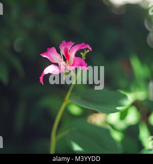 Purpurea Blume Blüte mit grünen Blättern im Garten auf Bali, Schmetterling, Baum, Orchidee Baum, Lila Bauhinia. Stockfoto