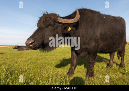 Wasserbüffel auf einer Wiese in Mecklenburg- Vorpommern Stockfoto