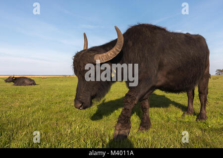 Wasserbüffel auf einer Wiese in Mecklenburg- Vorpommern Stockfoto