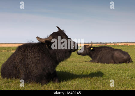 Wasserbüffel auf einer Wiese in Mecklenburg- Vorpommern Stockfoto