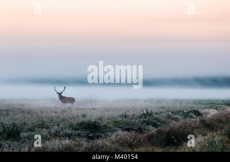 Schöne rote Rotwild Hirsch auf dem verschneiten Feld in der Nähe von nebligen nebligen Waldlandschaft im Herbst in Belarus. Stockfoto