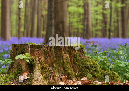 Großen Baumstumpf in einem Bluebell Wald gefüllt mit wilden Hyazinthen Stockfoto