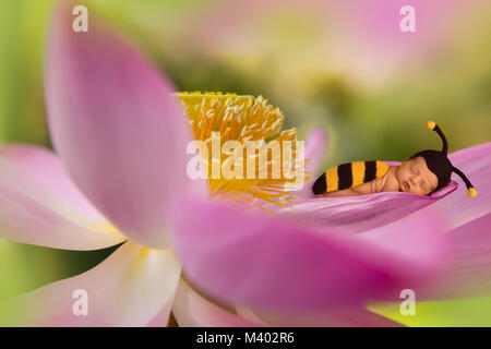 Baby in Biene outfit Schlafen in ein riesiger Lotus Blume Stockfoto