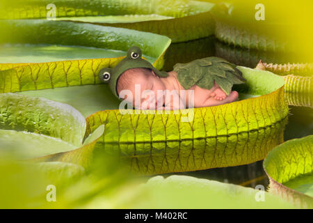 Baby Frosch outfit Schlafen auf einem riesigen Victoria regina Lotus Blatt Stockfoto