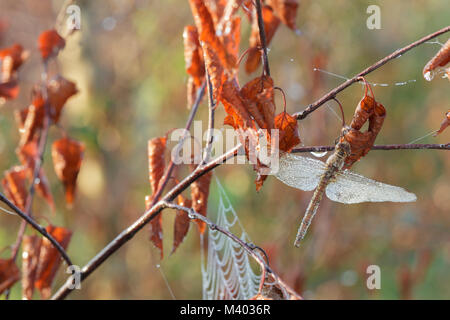 Gemeinsame Darter (Sympetrum striolatum) ruht auf Silber Birke (Betula pendula) Blatt, West Yorkshire, England, September Stockfoto